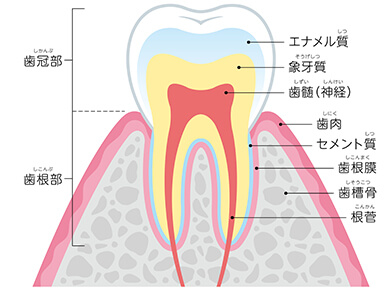 虫歯の原因は？